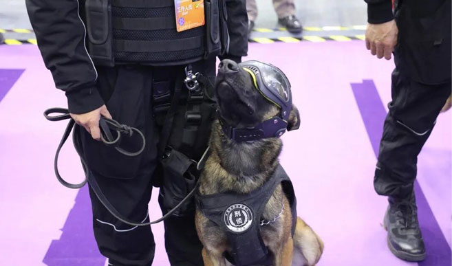 Cães Da Polícia clonados estão recebendo muita atenção Na Expo.
