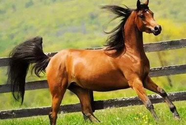 Empresa-Sinogene Ajuda A Criação de Cavalos Cavalos clonado