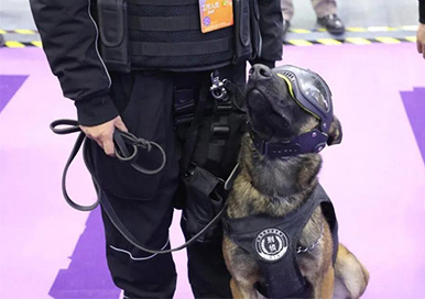 Clonados Cães Policiais Estão Recebendo Muita Atenção na Expo